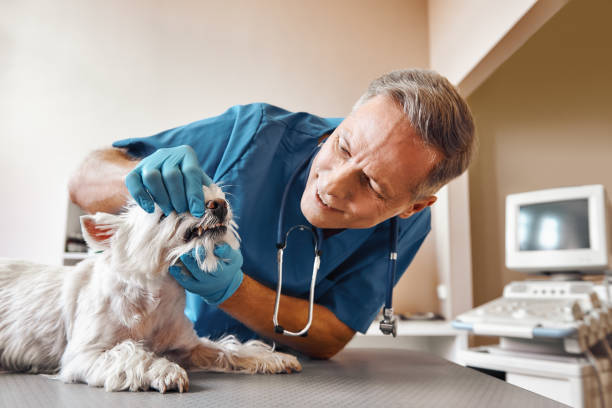 Best Emergency Dental Surgery in Apple Mountain Lake, VA